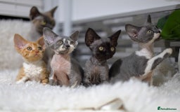 Devon Rex cats for sale: Devon Rex Kittens  - Image 22