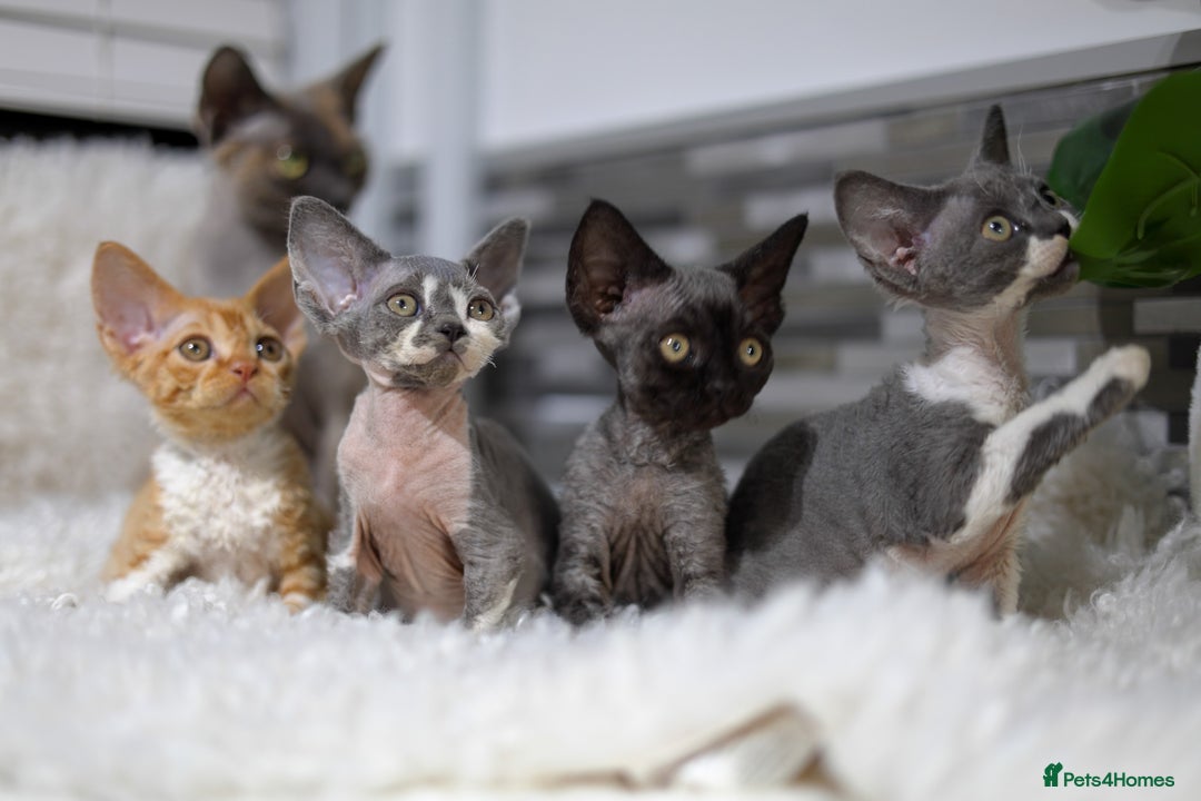 Devon Rex cats for sale: Devon Rex Kittens  - Image 22