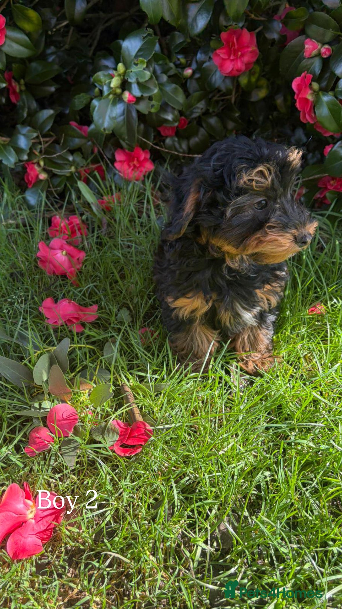Yorkiepoo dogs Yorkiepoo puppies for sale  - Advert 2