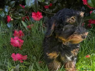 Yorkiepoo dogs Yorkiepoo puppies for sale - Advert 2