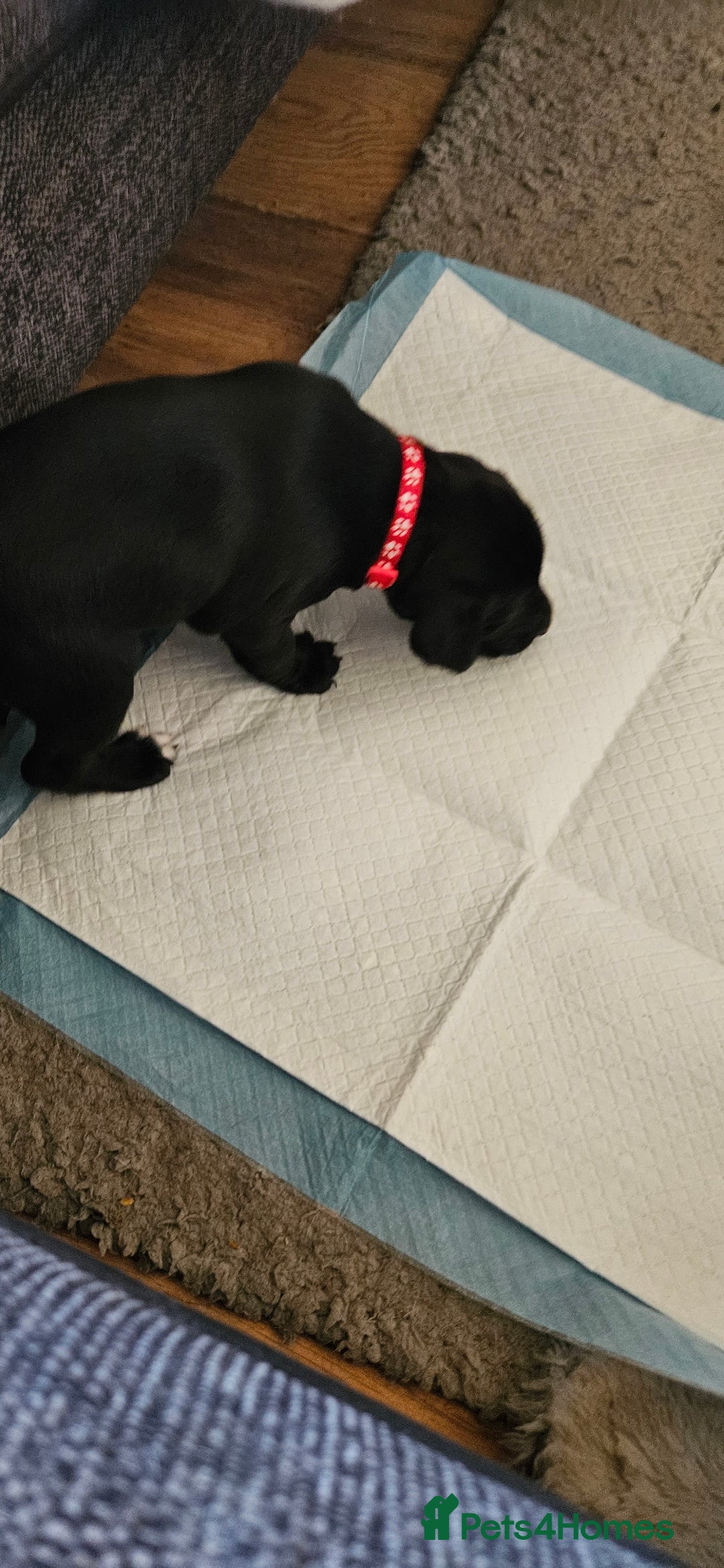 Mixed Breed dogs for sale: Dalmation x Labrador puppies  - Image 5