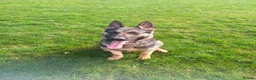 German Shepherd dogs for sale: Male german shepherd  - Advert 4