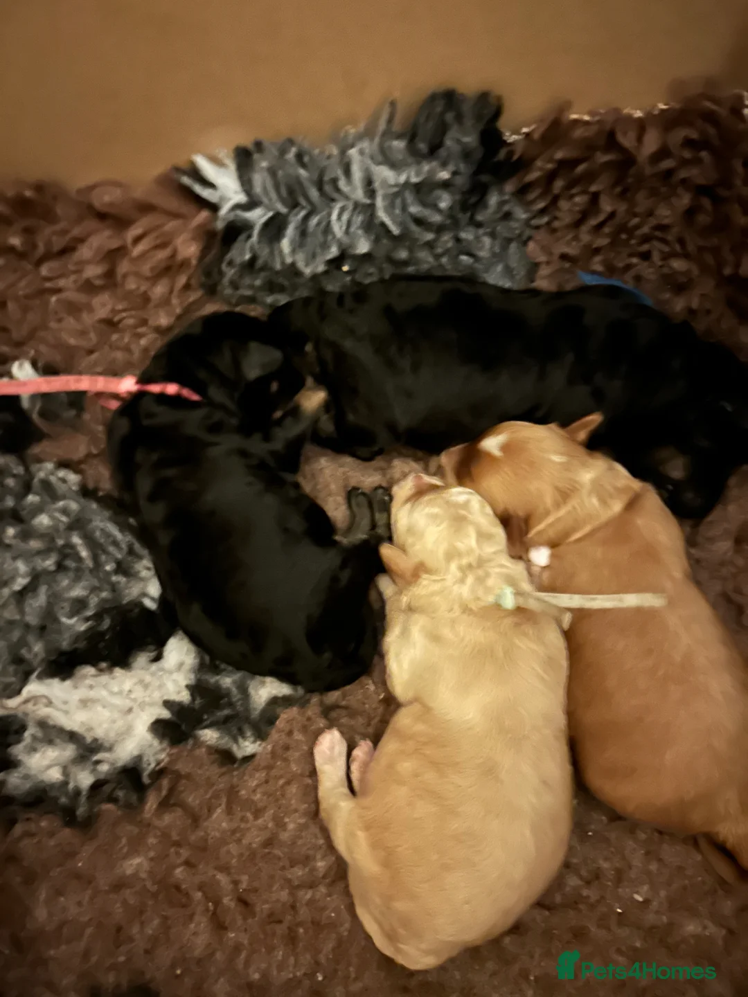 Maltipoo dogs for sale: Gorgeous maltipoo puppies  - Advert 2