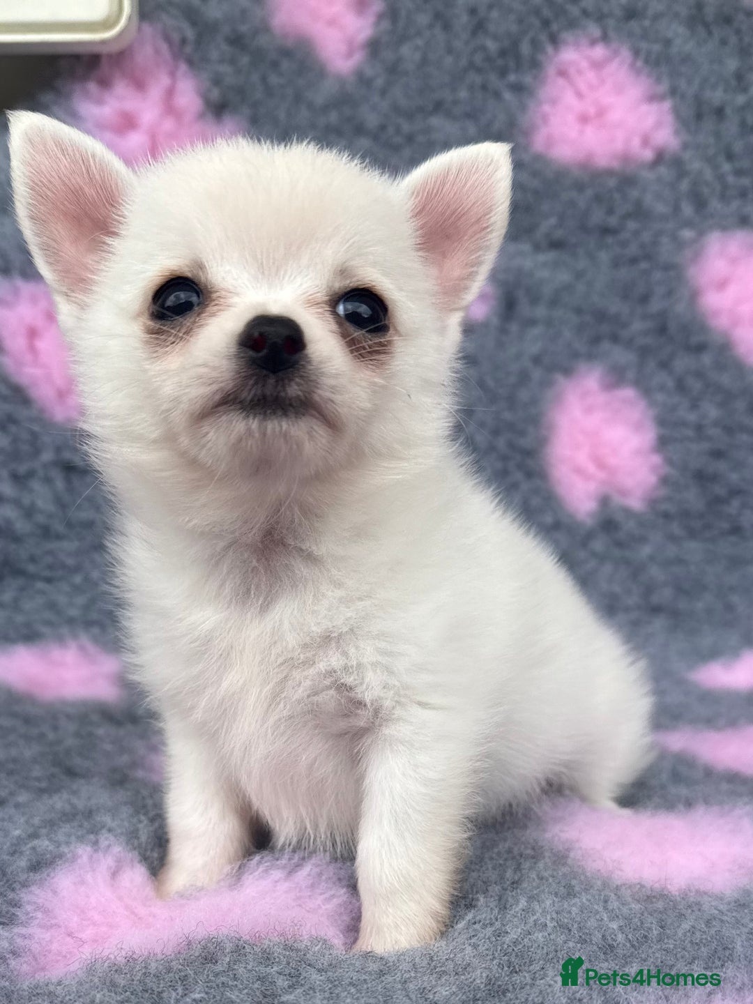 Pomchi dogs for sale: Super TINY white chihuahua x Korean Pom READY NOW - Image 5