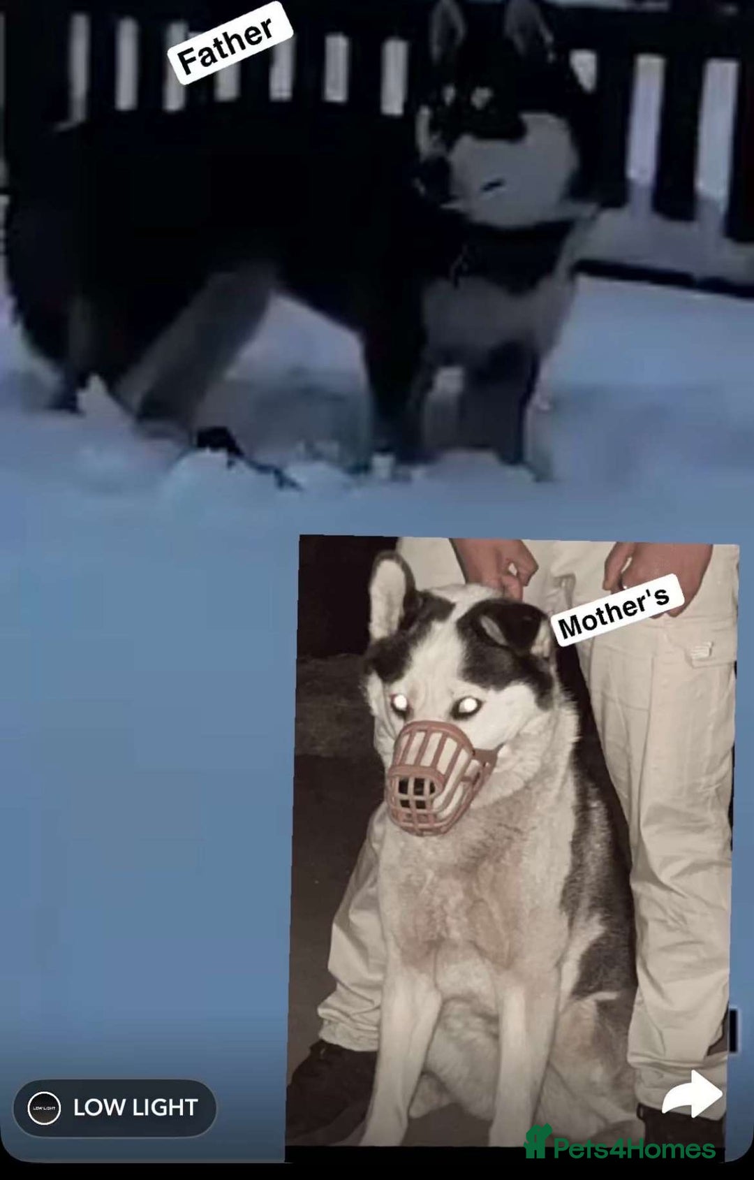 Siberian Husky dogs for sale: Adorable Black & Brown Husky Puppies –Great Price! - Advert 13