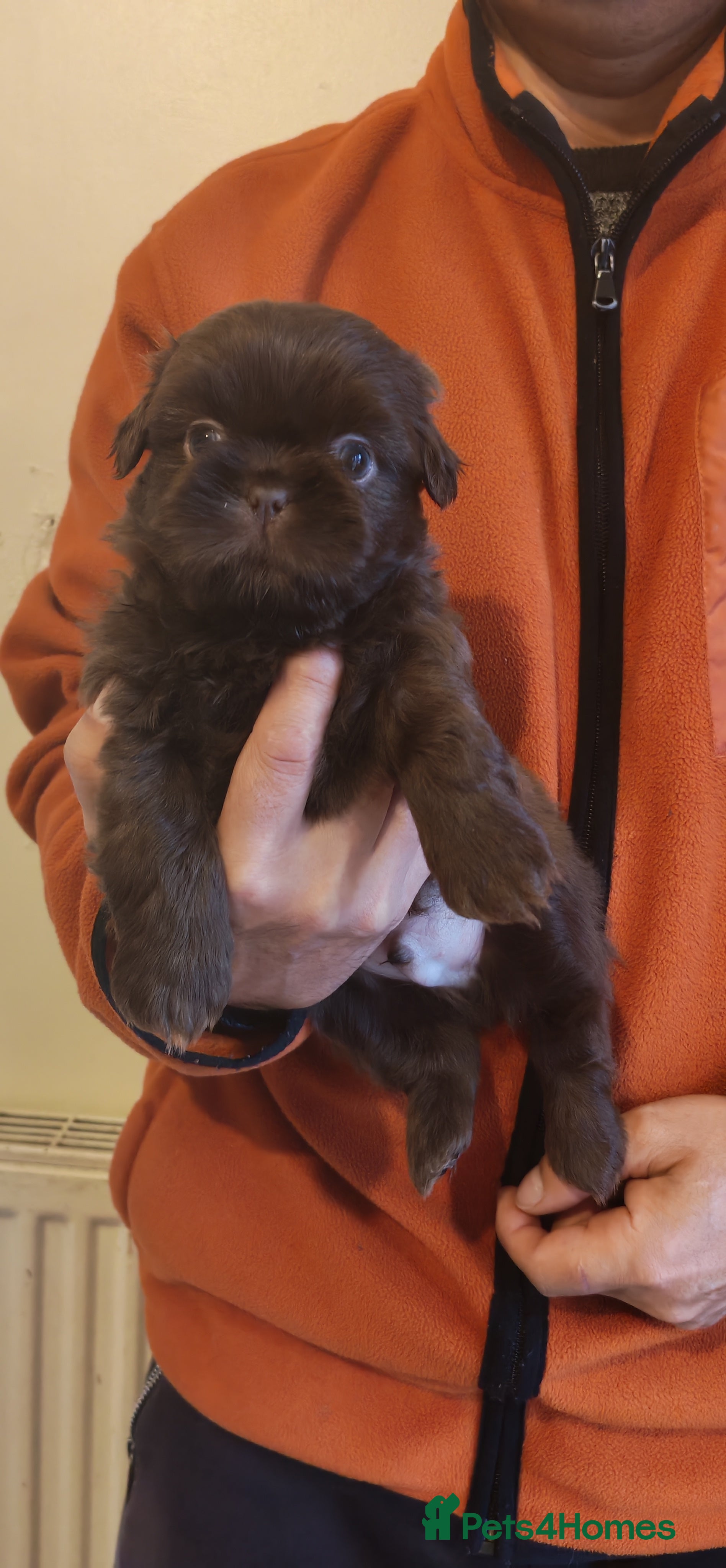 Shih Tzu dogs 6 Beautiful puppies - Advert 1