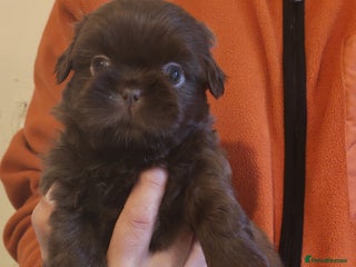 Shih Tzu dogs 6 Beautiful puppies - Advert 1