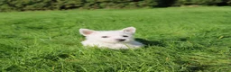 West Highland Terrier dogs for sale: West Highland Terrier (Westie) Puppies for Sale - Advert 9