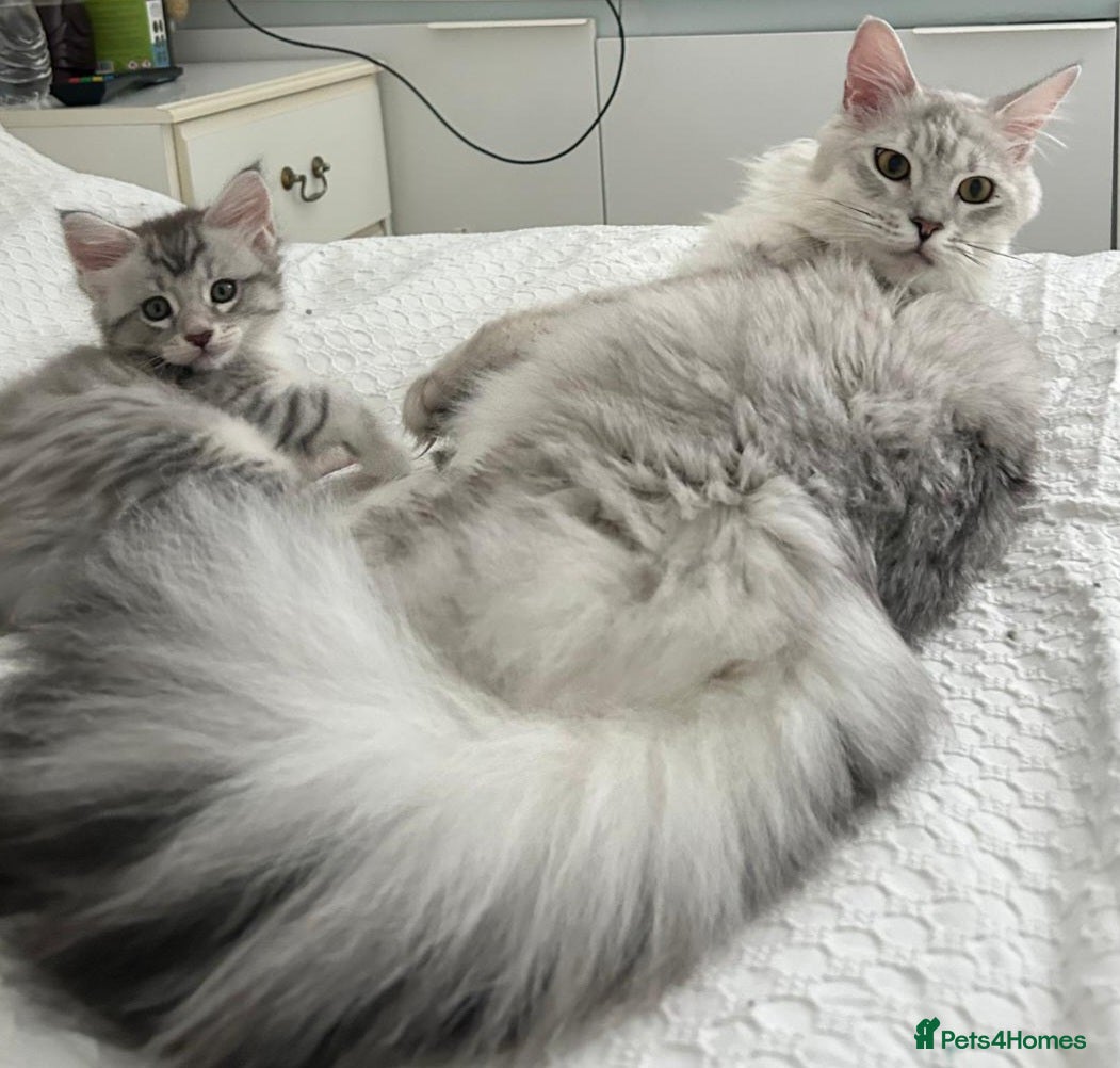 Maine Coon cats Gorgeous TICA Maine Coon Kittens - Advert 3