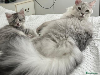 Maine Coon cats Gorgeous TICA Maine Coon Kittens - Advert 1