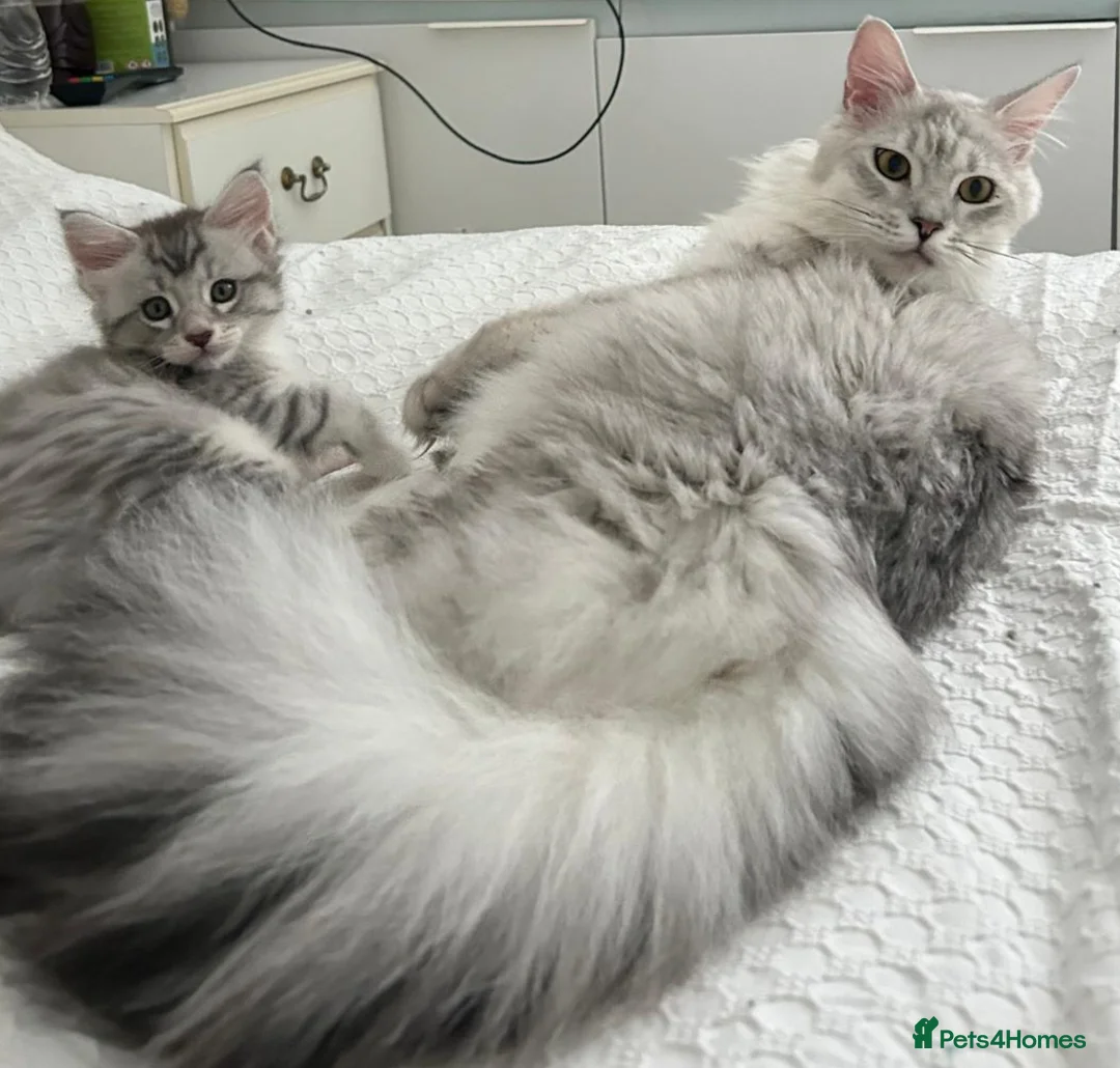 Maine Coon cats for sale: Last male TICA Pedigree Maine Coon Kitten - Advert 5