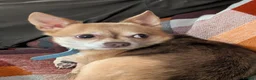 Chihuahua dogs for stud: Beautiful Male Chihuahua for stud - Advert 9