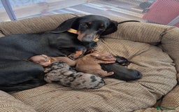 Miniature Dachshund dogs for sale: Chocolate and tan Mario needs a home - Image 4
