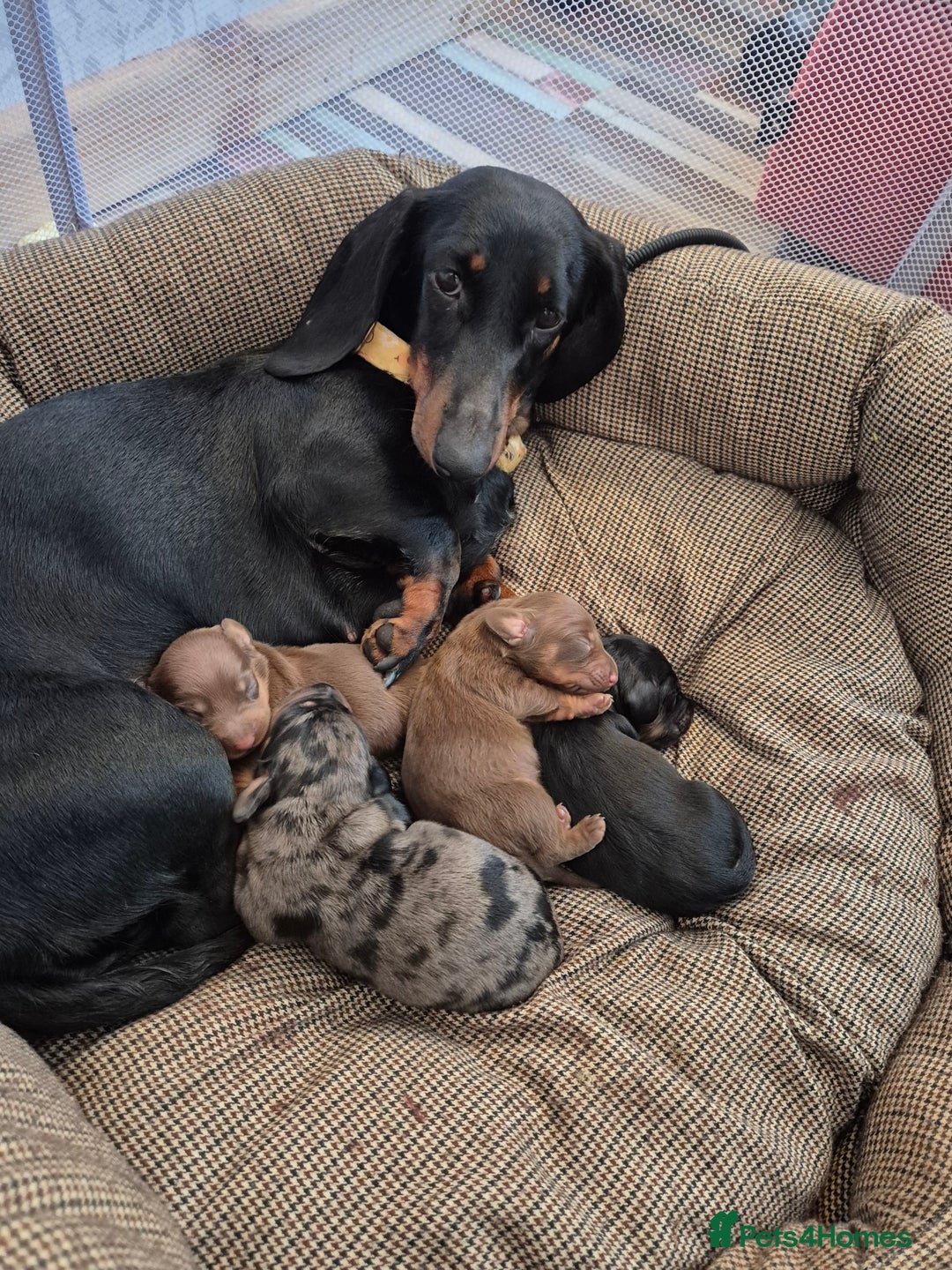 Miniature Dachshund dogs for sale: Chocolate and tan Mario needs a home - Image 4