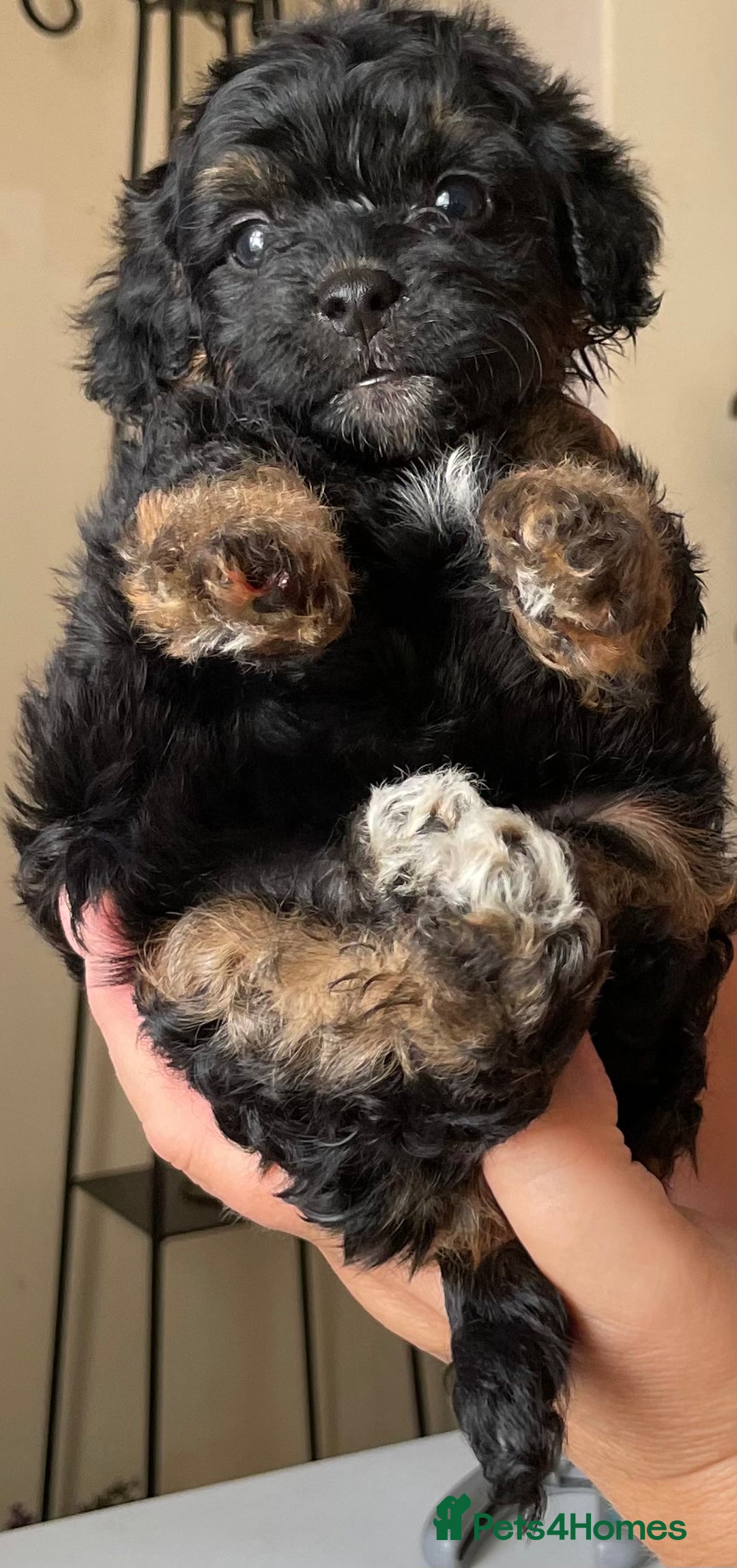 Jackapoo dogs for sale: JACKAPOO PUPPIES  in Saint Austell - Image 6