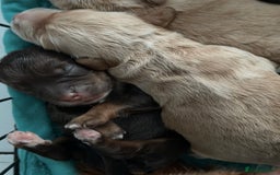 Cockapoo dogs for sale: Beautiful F1 cockapoo puppies  - Image 3