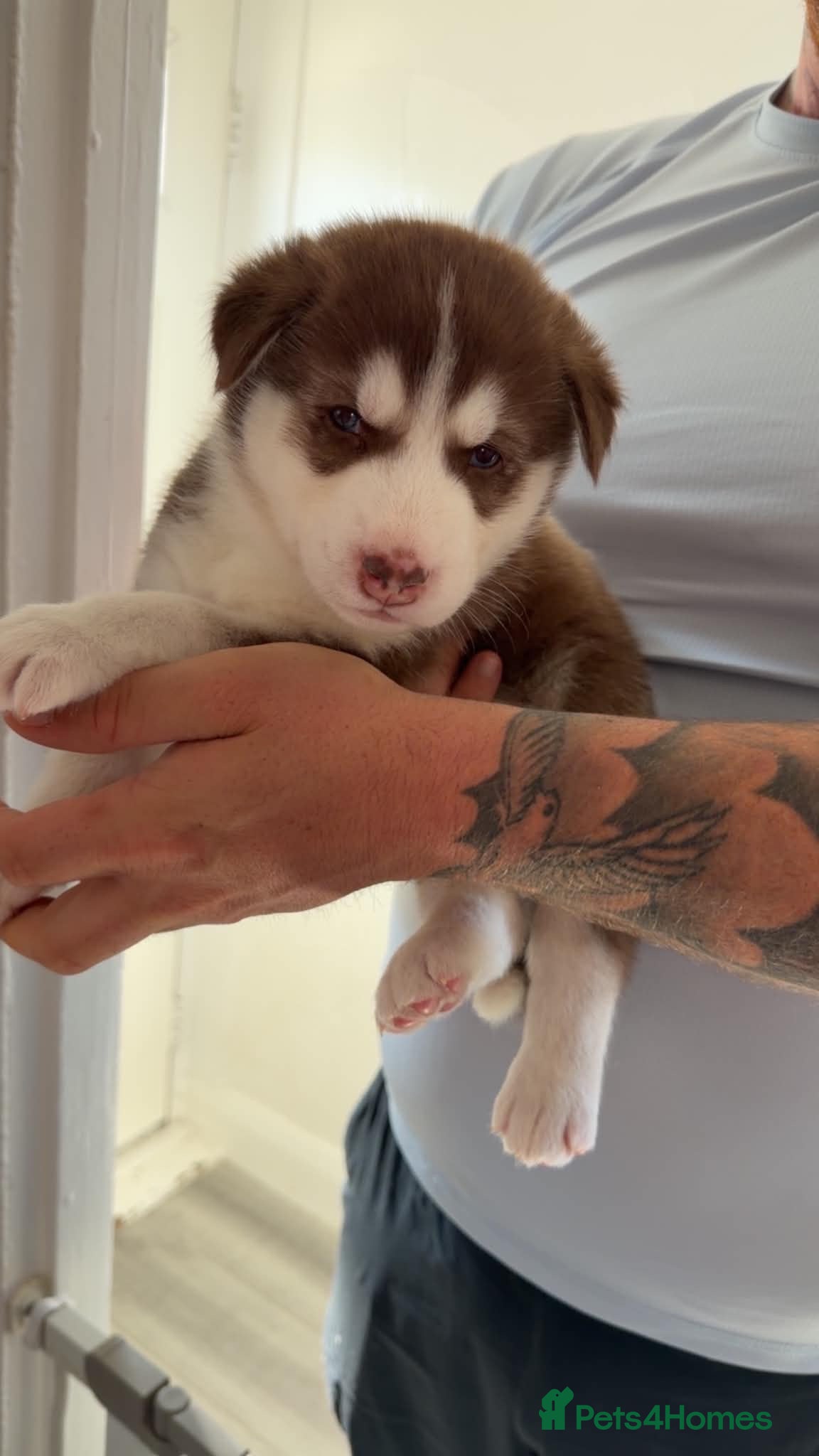 Siberian Husky dogs 4 beautiful husky puppy’s  - Advert 1