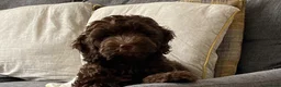 Cockapoo dogs for sale: Beautiful Chocolate Cockerpoo Puppy 10 weeks old  in Colchester - Advert 4