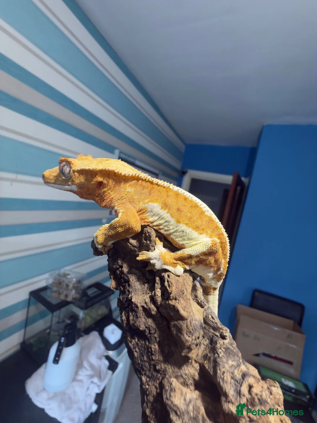 Gecko reptiles for sale: ❤️❤️ LILYWHITE CRESTED GECKOS FOR SALE ❤️❤️ - Advert 11