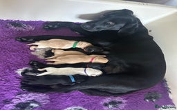 Labrador Retriever dogs for sale: Beautiful labrador - last girl (yellow collar) - Image 5