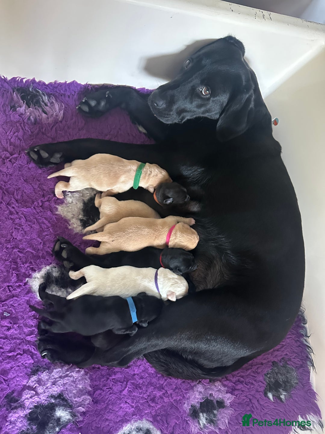 Labrador Retriever dogs for sale: Beautiful labrador - last girl (yellow collar) - Image 5