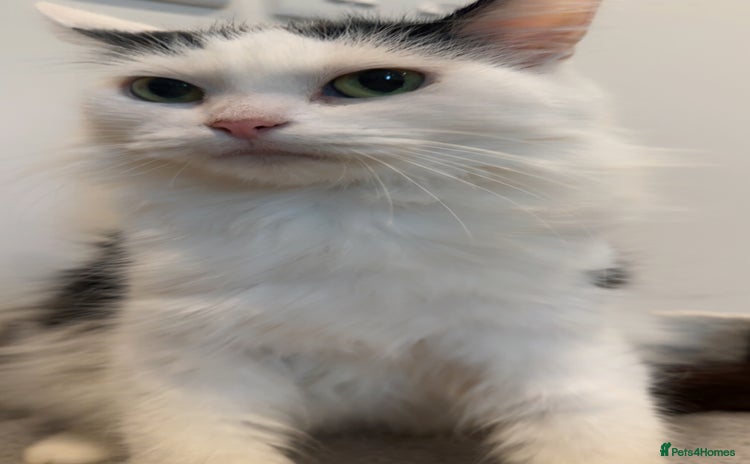 Turkish Van cats - Advert 1