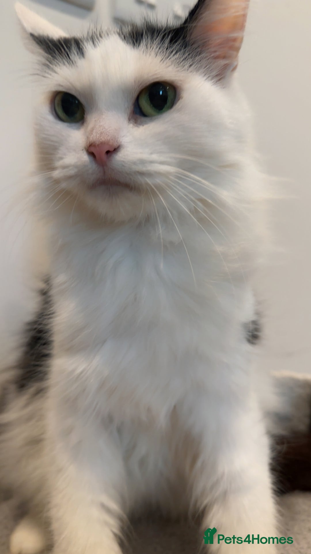 Turkish Van cats for sale: 🐱Beautiful LongHaired Cat Needs a New Loving Home - Image 1