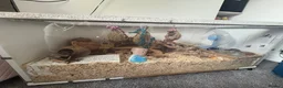 Mouse rodents for sale: 6 Fancy mice and cage  - Advert 3