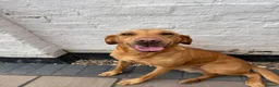 Labrador Retriever dogs for sale: 🧡 Female Fox Red Labrador 🧡  - Advert 3