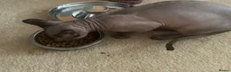 Sphynx cats for sale: Simba 🤎💛… 3 years looking for a forever home - Advert 6