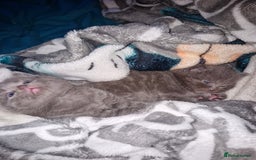 Scottish Fold cats for sale: Scottish fold kittens with straight ears - Advert 31