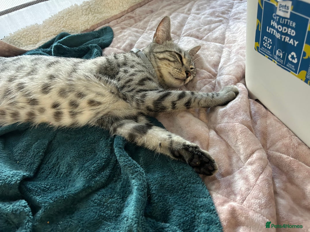 Bengal cats for sale: Bengal Kittens for Sale – Girl & Boy 🐆💛 - Image 16