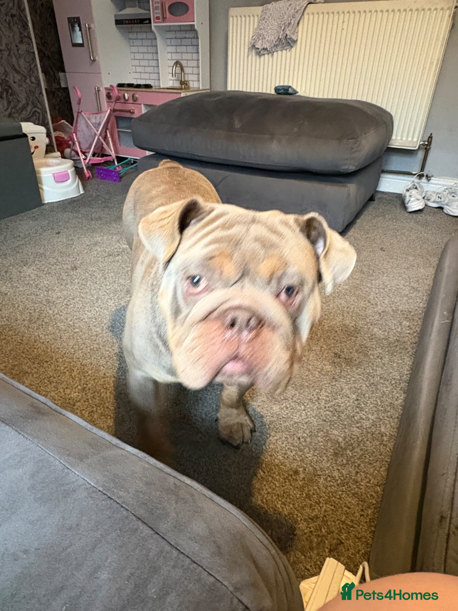 English Bulldog dogs British bulldog named sully  - Advert 1