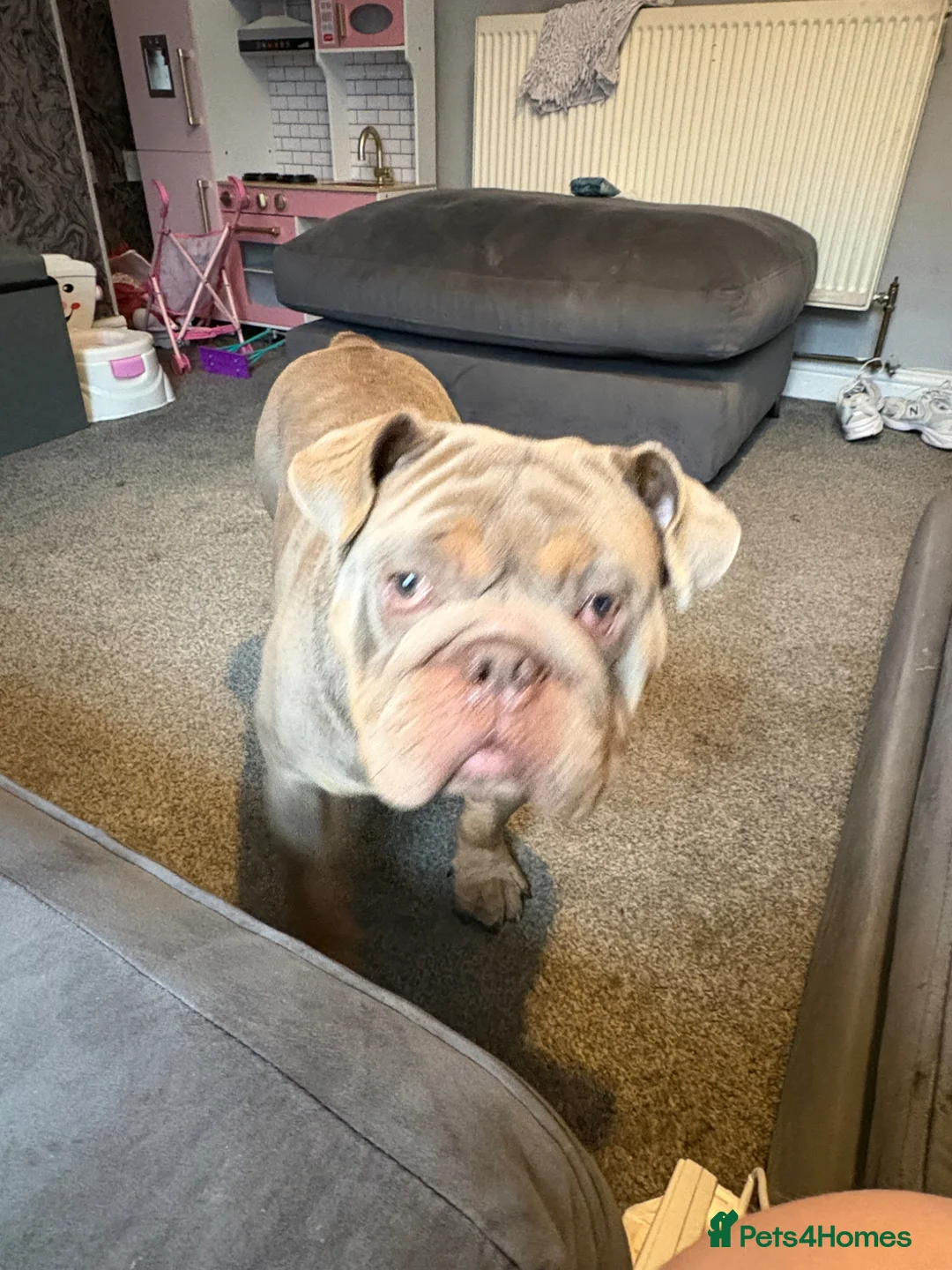 English Bulldog dogs for sale: British bulldog named sully  in Nottingham - Advert 1