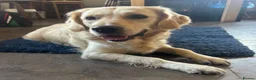 Golden Retriever dogs for sale: Kc golden retriever pups health tested parents - Advert 3