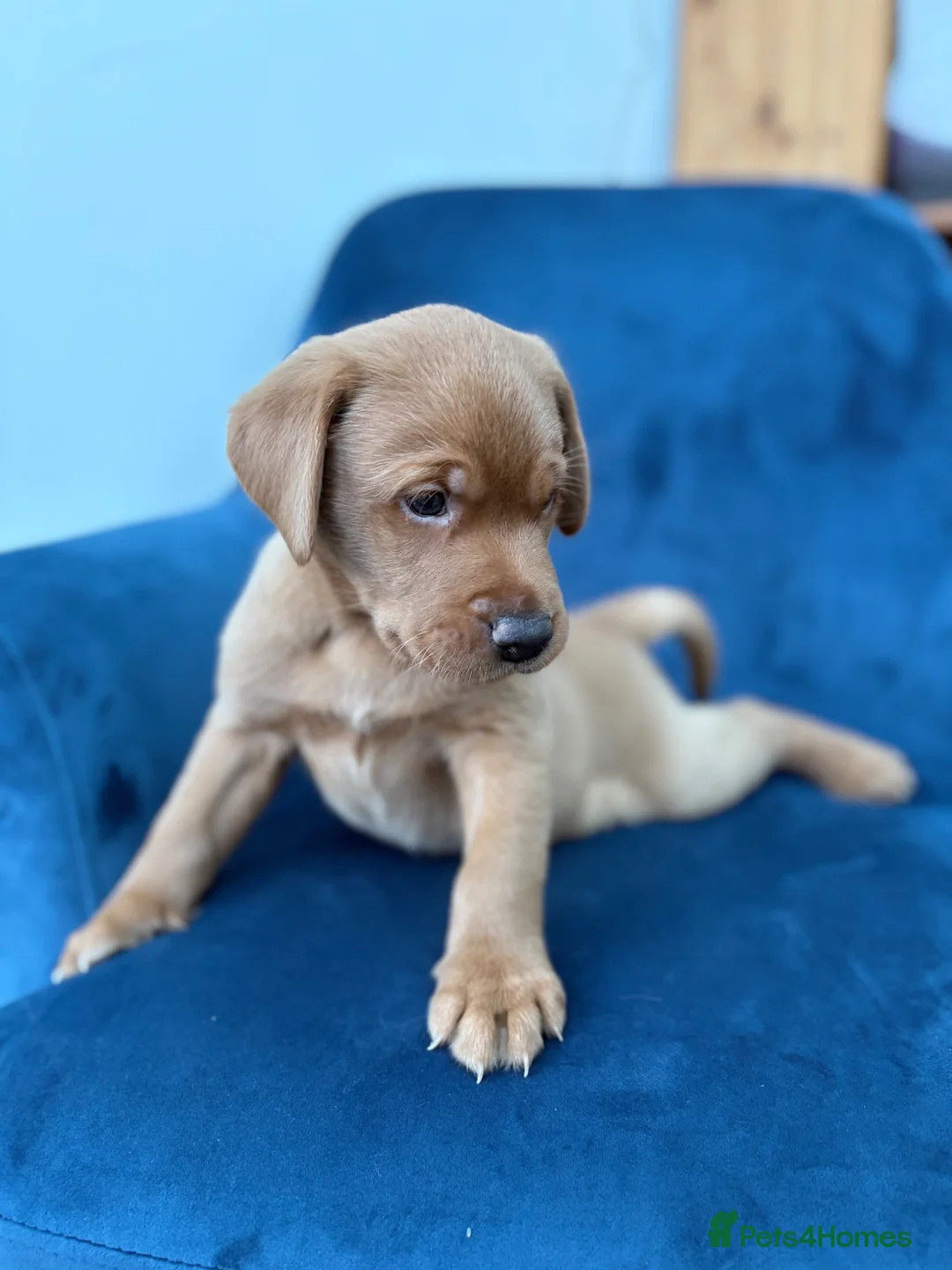 Labrador Retriever dogs for sale: KC reg Labrador puppies: 1 Fox Red, 1 black  in Northwich - Advert 2