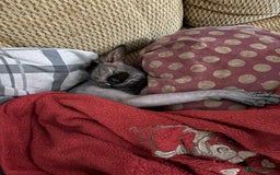 Sphynx cats for sale: Sphynx  - Image 1