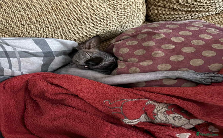 Sphynx cats - Advert 2