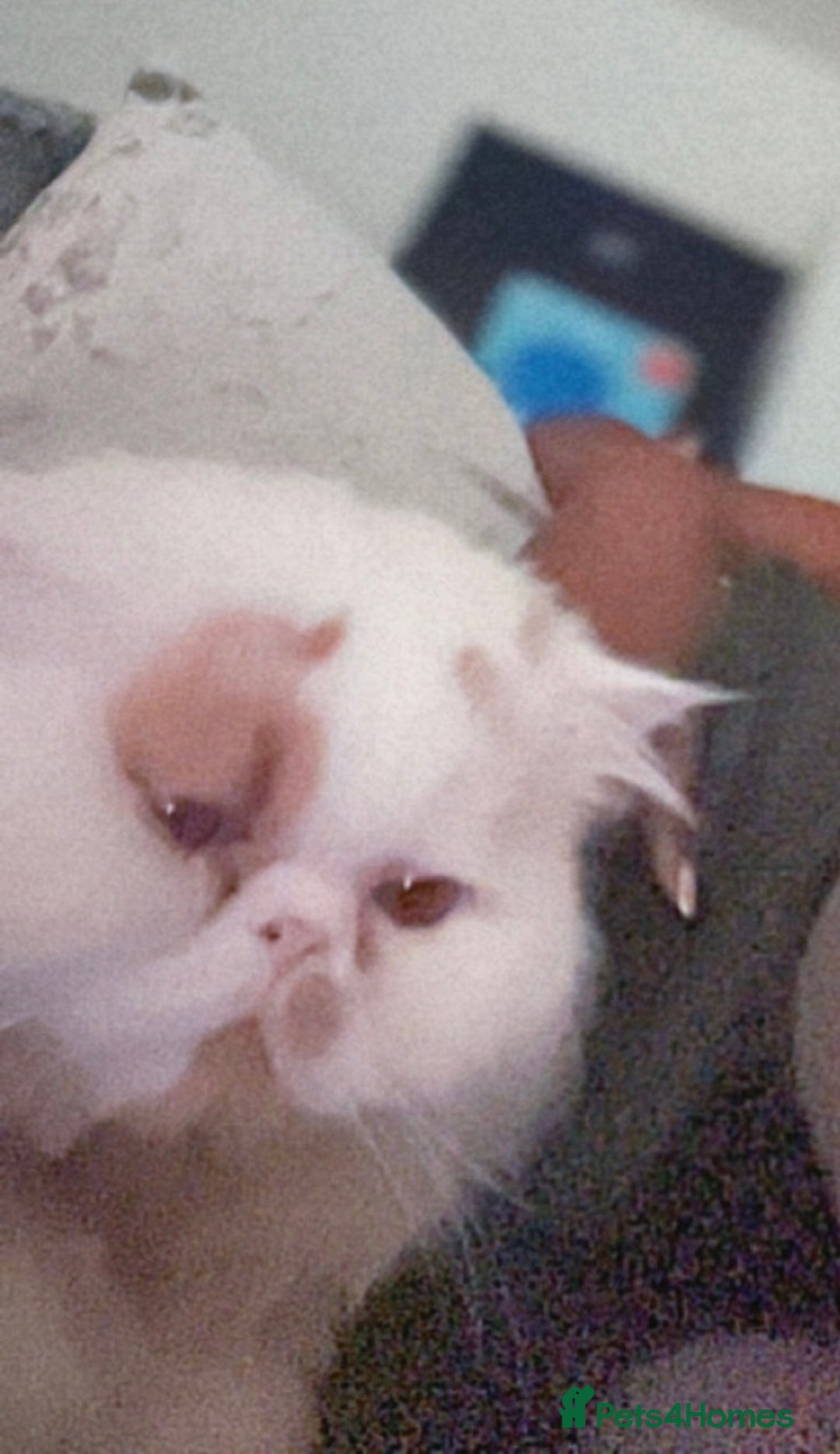 Persian cats for stud: Toby Persian  - Image 2