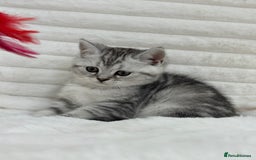 British Shorthair cats for sale: GCCF British short hair kittens for loving homes  - Image 3