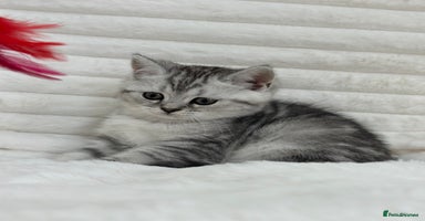 British Shorthair cats - Advert 15