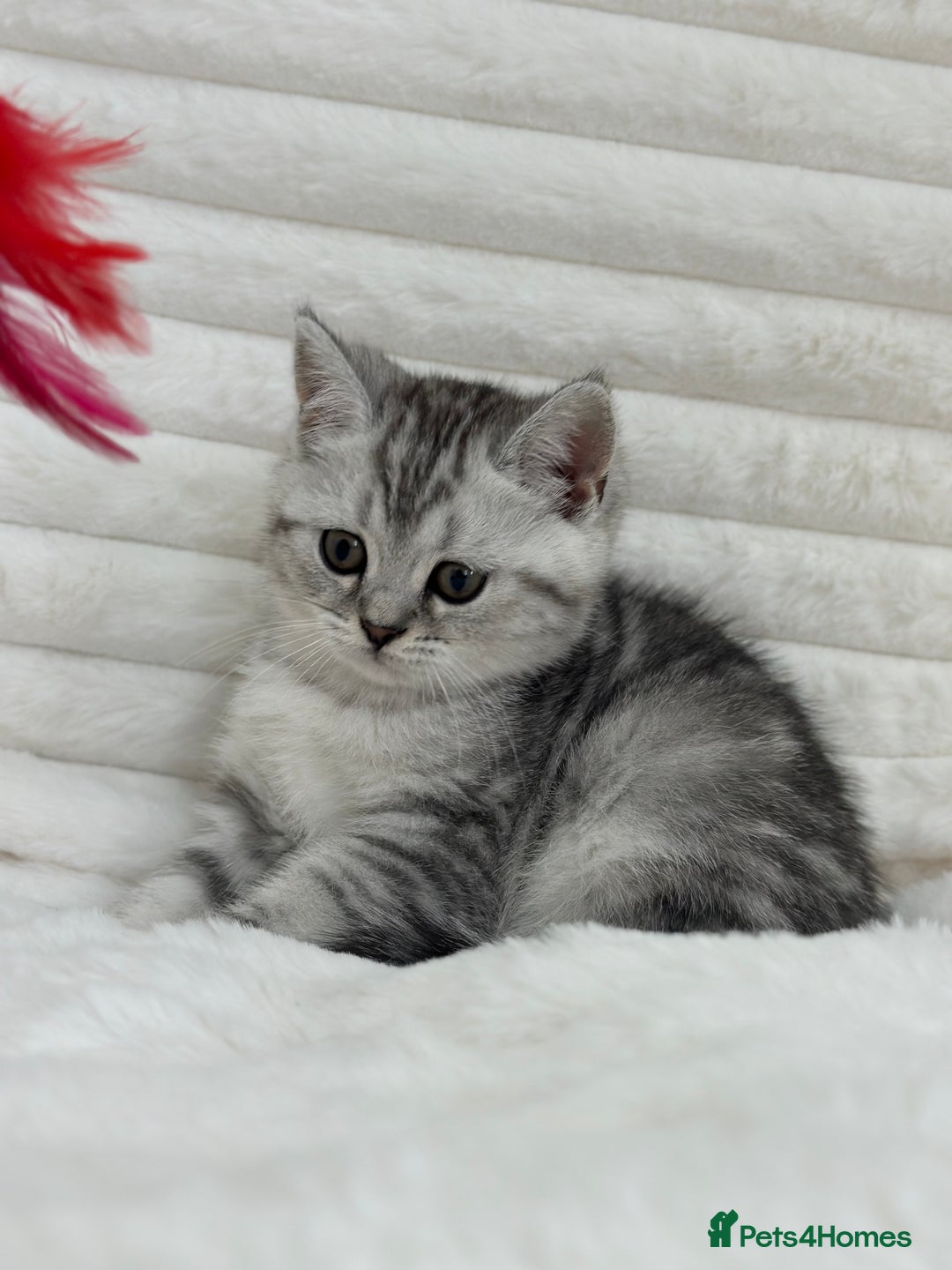 British Shorthair cats for sale: GCCF British short hair kittens for loving homes  - Image 3