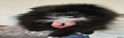 Pomeranian dogs for sale: Pomeranians - Advert 9