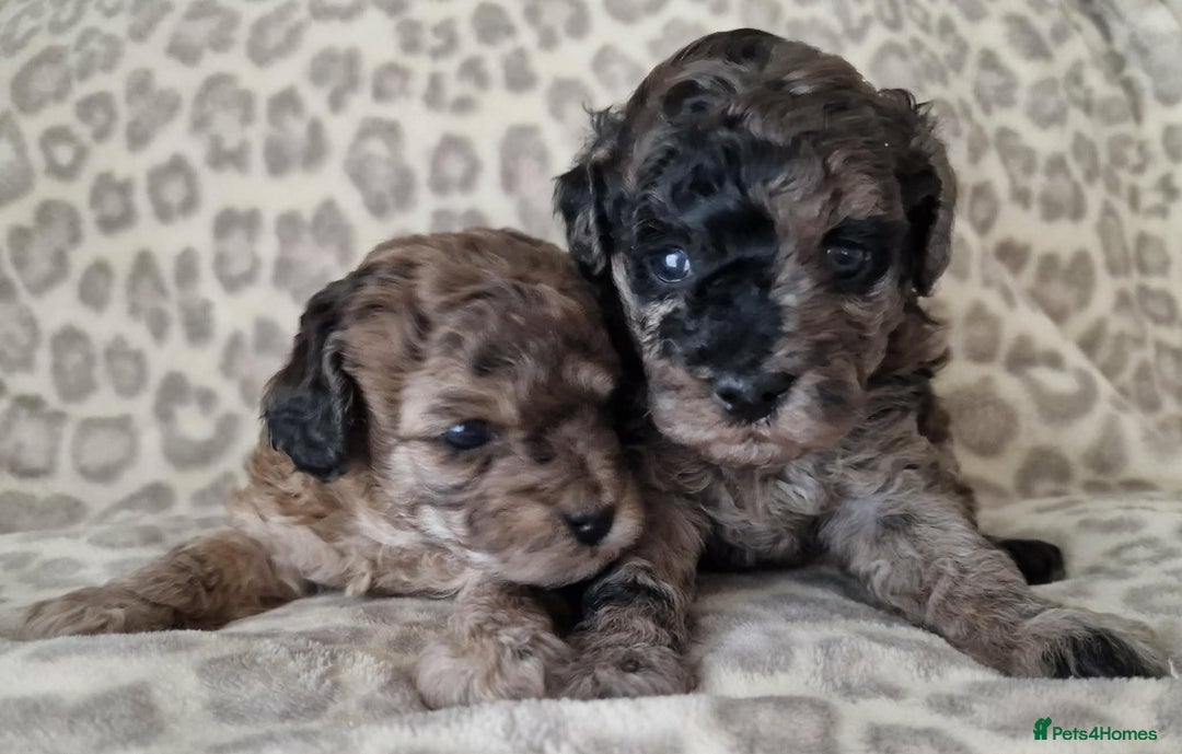 Toy Poodle dogs for sale: Health tested 3/4 Merle Toy Poodles  - Advert 1