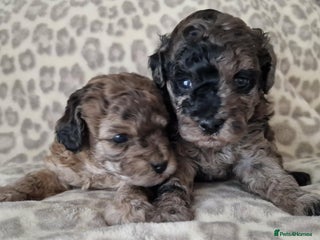 Toy Poodle dogs Health tested 3/4 Merle Toy Poodles - Advert 6