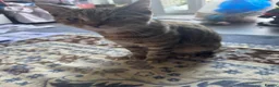Mixed Breed cats for sale: Beautiful and friendly Tabby cat - Advert 6