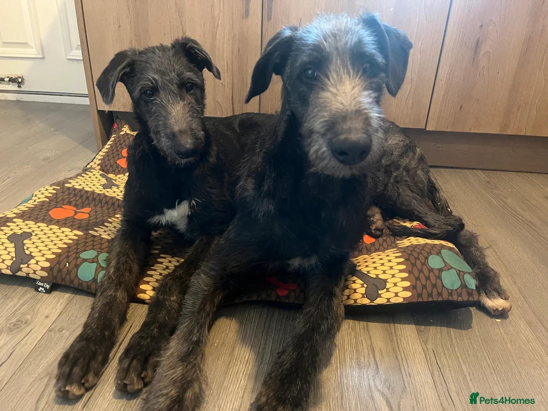 Deerhound dogs for sale: Female deerhound - Advert 1