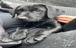Labrador Retriever dogs for sale: Kc reg black working Labrador puppies  - Image 23