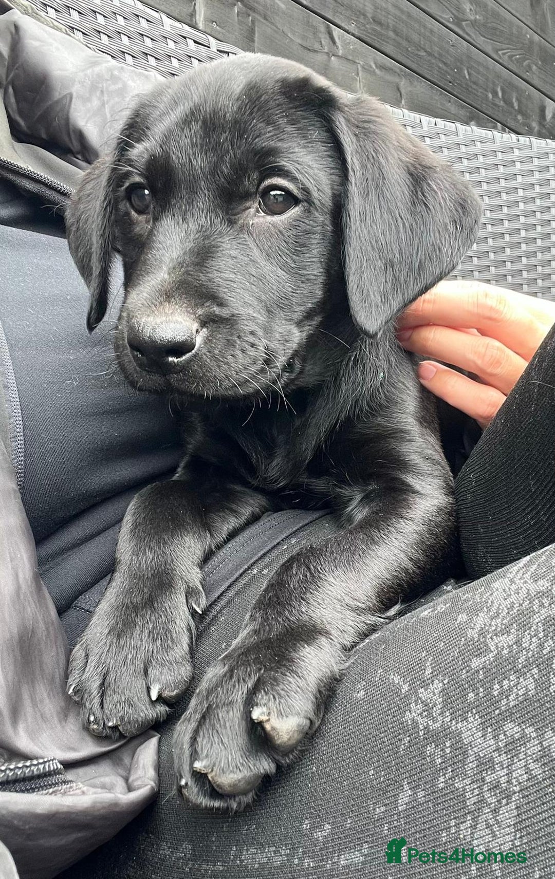 Labrador Retriever dogs for sale: Kc reg black working Labrador puppies  - Image 23