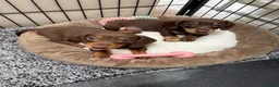 Miniature Dachshund dogs for sale: Ready now. Miniature dachshund puppies KC reg  - Advert 4